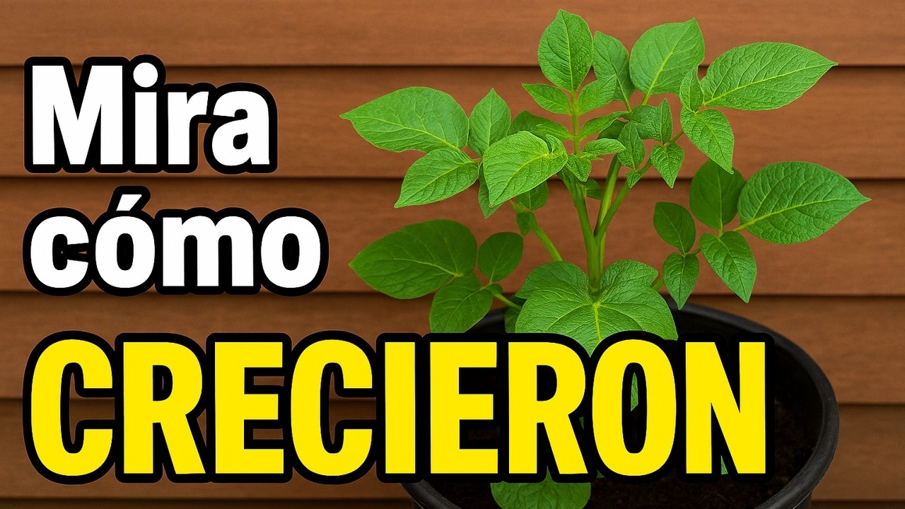 ¡No creerás cómo van mis PAPAS en macetas después de solo 3 semanas!
