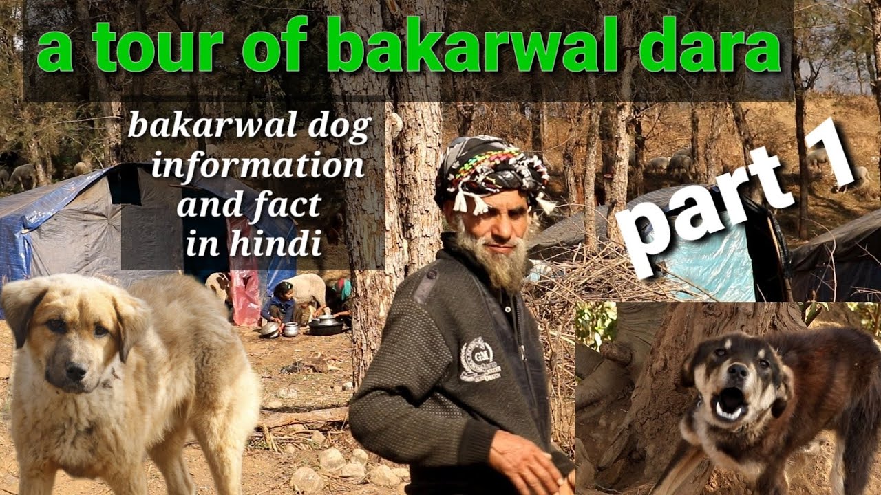 bakharwal dog fact and information in hindi | bakarwal dog the breed of pirpanjal part 1 |