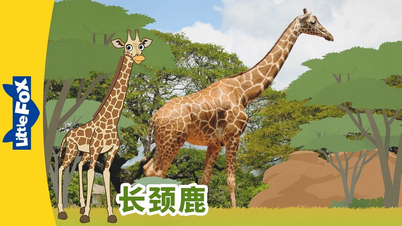 [4K] 认识动物 - 长颈鹿 (Meet the Animals - Giraffe) | 童話故事 | 动物 | Animals | Little Fox Chinese