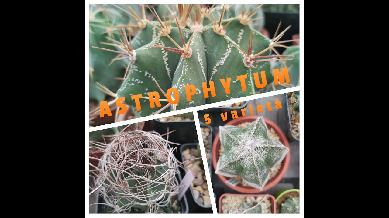 ASTROPHYTUM: 5 varietà