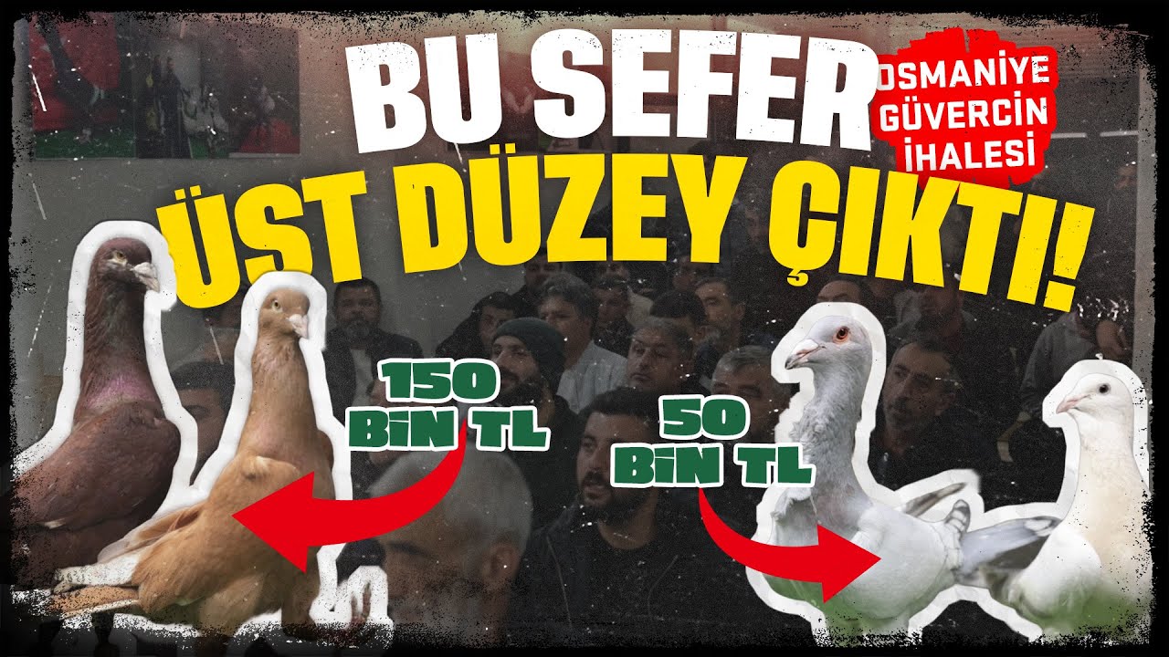 BU SEFER ÜST DÜZEY ÇIKTI! Osmaniye Güvercin İhalesi - 13 MART 20026