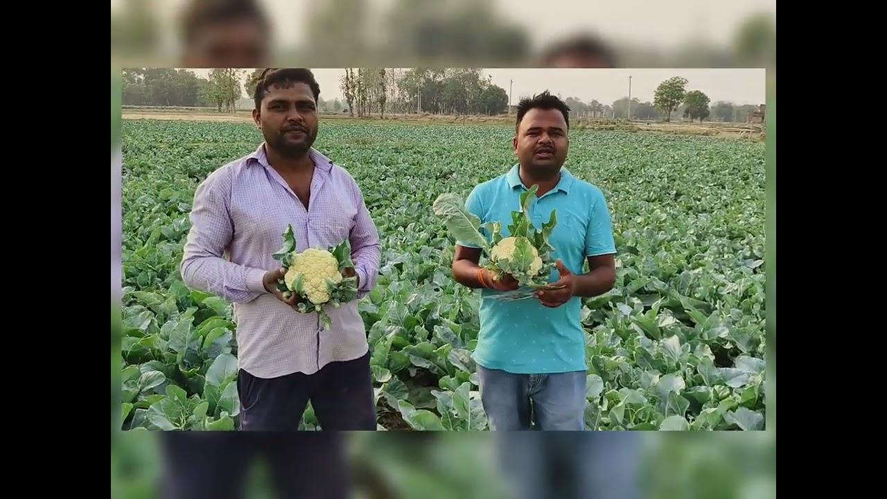सिंजेंटा फूलगोभी 1522 जो कर देगी आपको मालामाल syngenta Cauliflower 1522 #syngenta #cauliflower