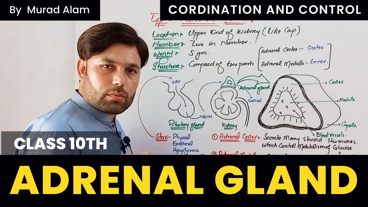 Adrenal Gland | Class 10th in Pashto | The Home of Science