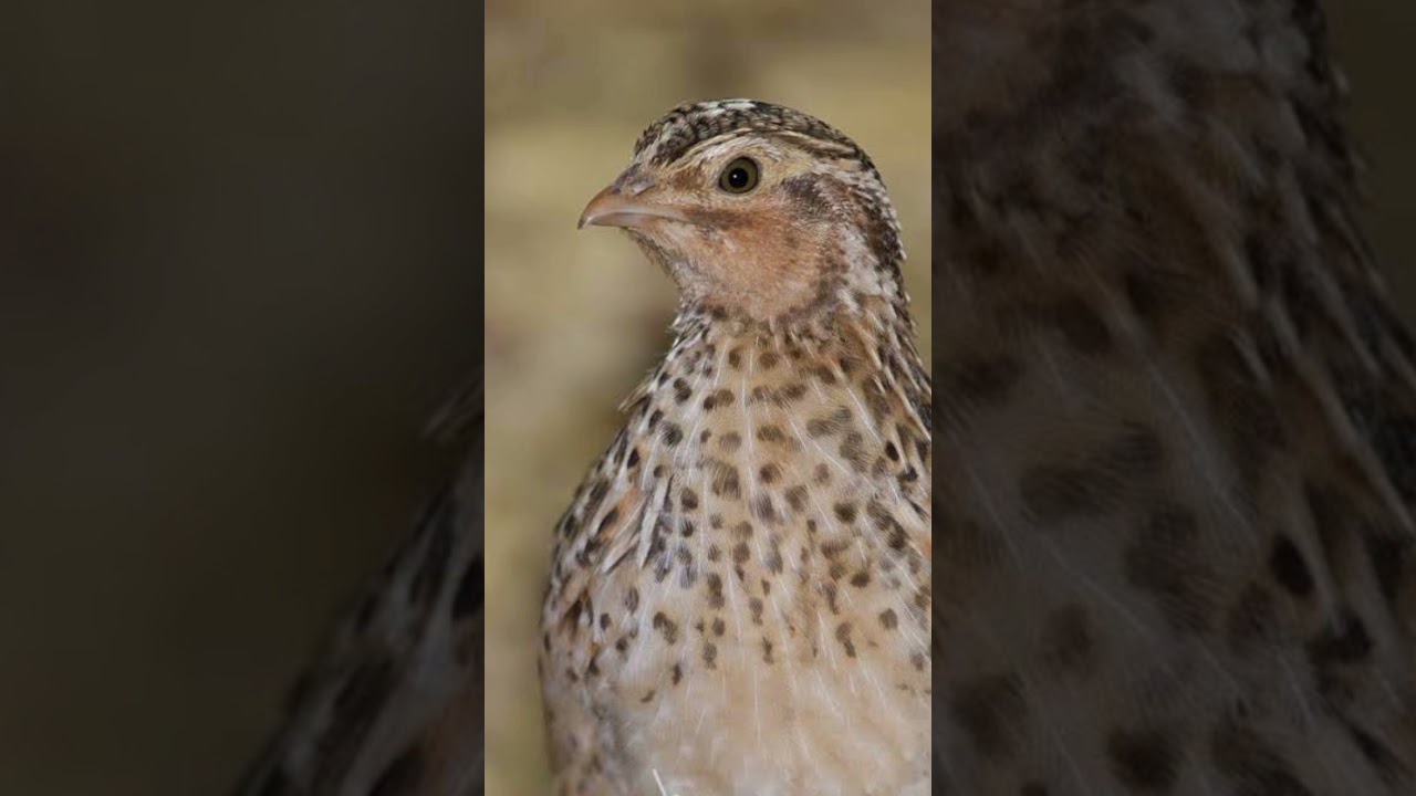 Maadi batair sound female quail sound #batairkiawaz #quailsound #femalequailsound #kalateetarkia