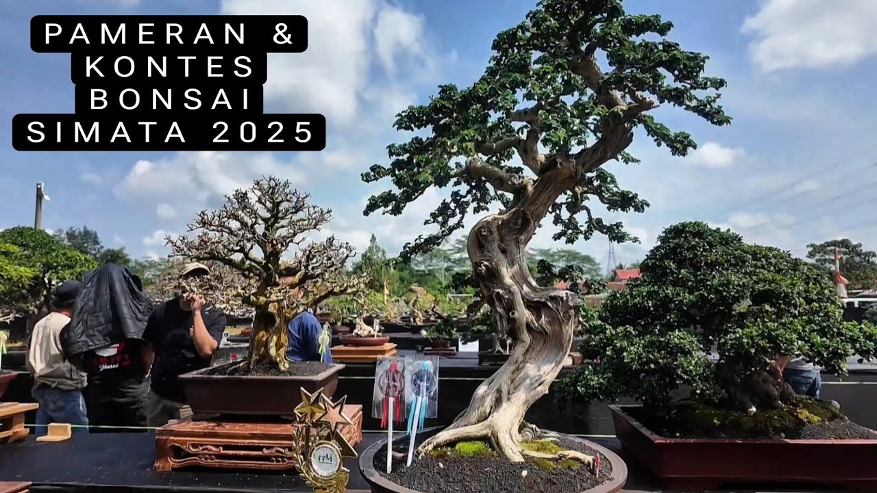 REVIEW BONSAI di PAMERAN DAN KONTES BONSAI LOKAL TERBUKA  SIMATA 2025