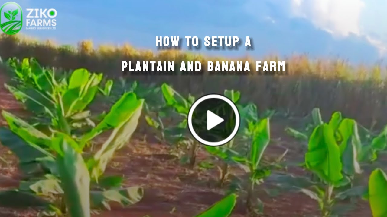 HOW TO SETUP A PLNTAIN AND BANANA FARMS