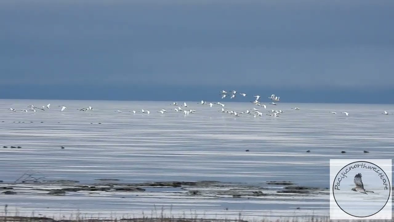 Flock of Trumpeter Swans come in to land at Roberts Bank in Delta BC 🇨🇦