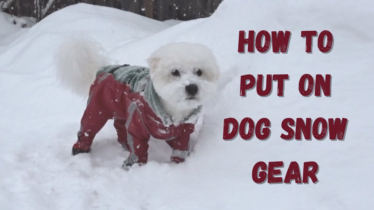How to Put on Dog Snow Gear | With Nugget the Coton De Tulear