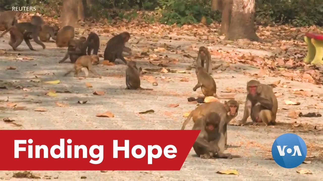 As Humans Hibernate, Animals Take Opportunity to Roam Fre