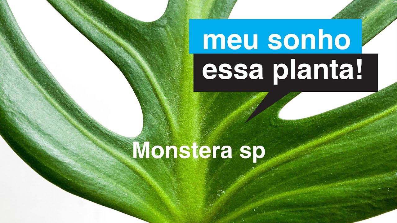 Monstera sp | Meu Sonho Essa Planta | Flay