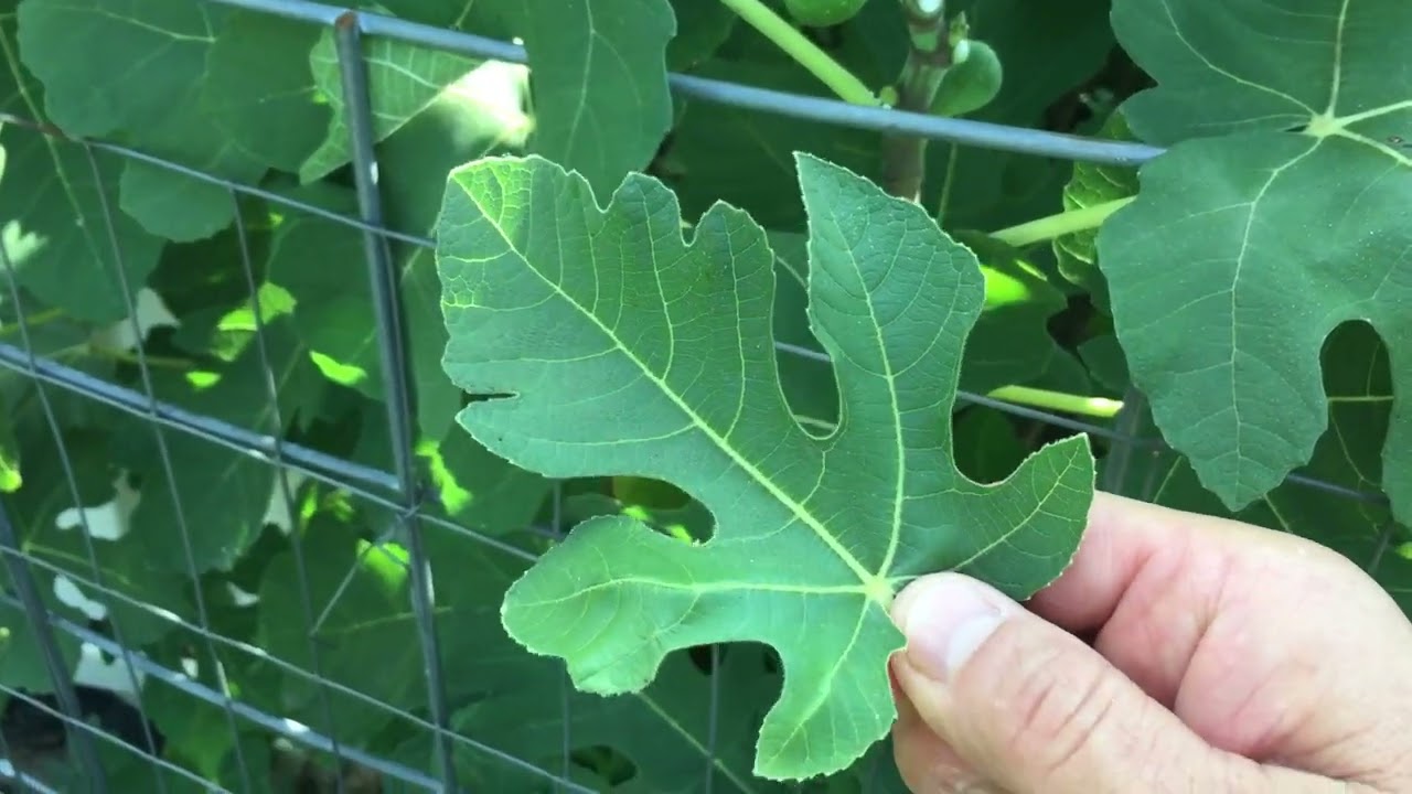 🤔 Benefits of Fig Leaf 🍃 Tea 🍵