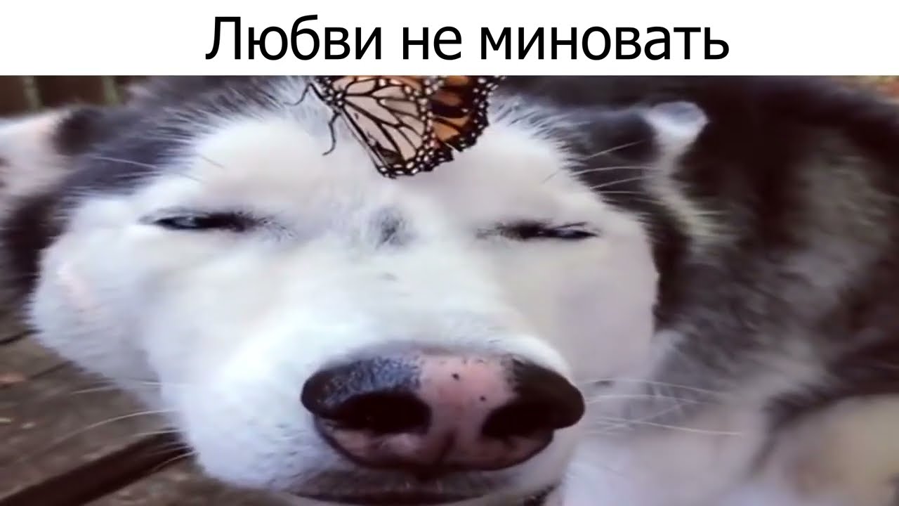 Песни группы Коммунизм be like