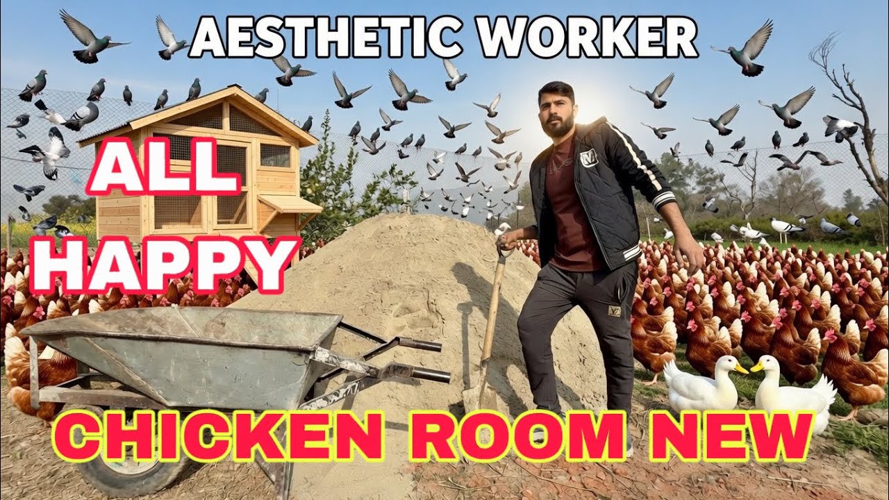 Farmer Make Easy And Cheap Bed For Organic Healthy 300 Chicken Coop In Village | Mr Asad