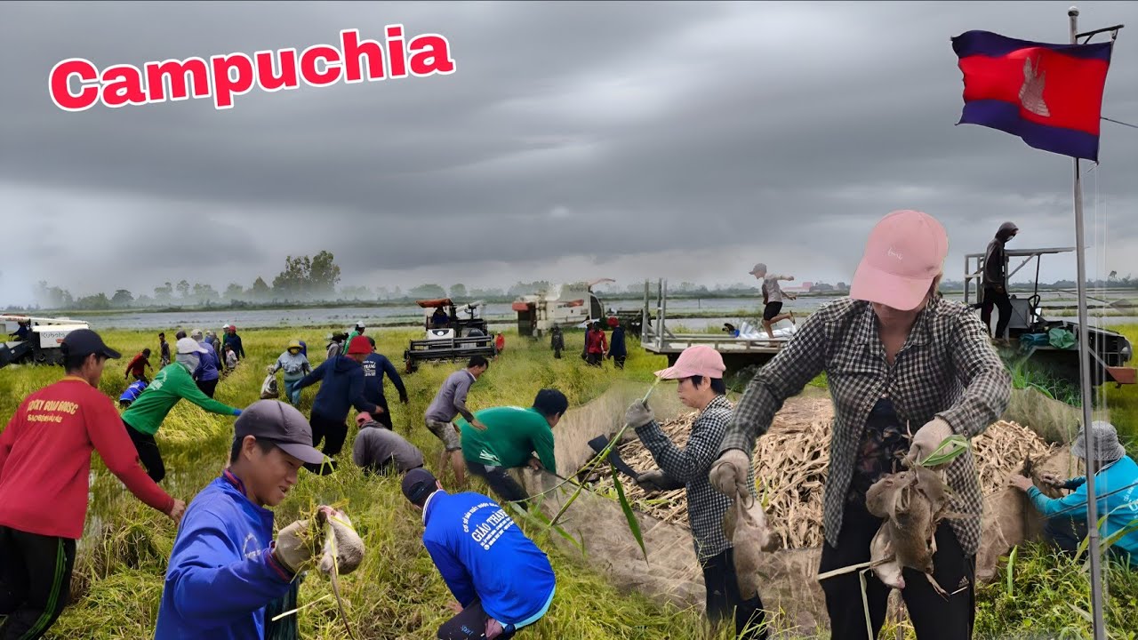 Tình hình căng thẳng cả xóm liều mình qua Campuchia cắt lúa bắt chuột mùa nước nổi 2025