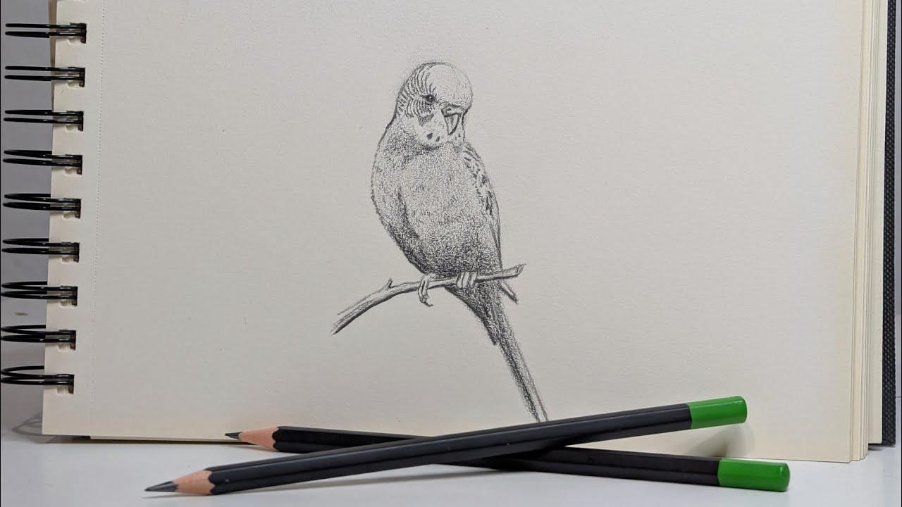 Aprende a dibujar un PÁJARO (PERIQUITO), Técnica: LÁPIZ DE GRAFITO, nivel: INTERMEDIO