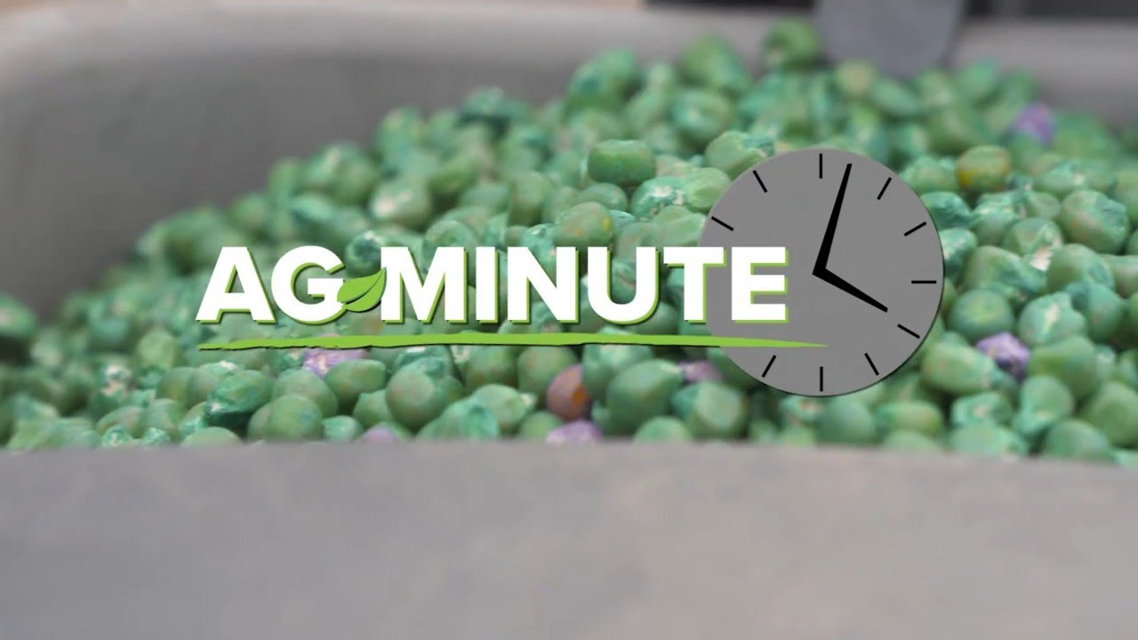 Ag Minute #1001 Can farmers make more yield with less seed?