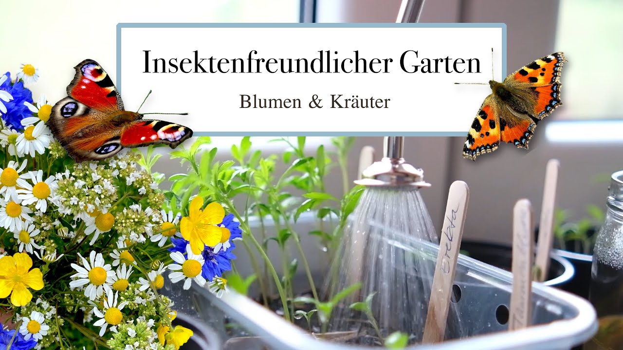 🦋 Insektenfreundlicher Garten - Aussaaten einjähriger Blumen & Kräuter #savethebees 🐝