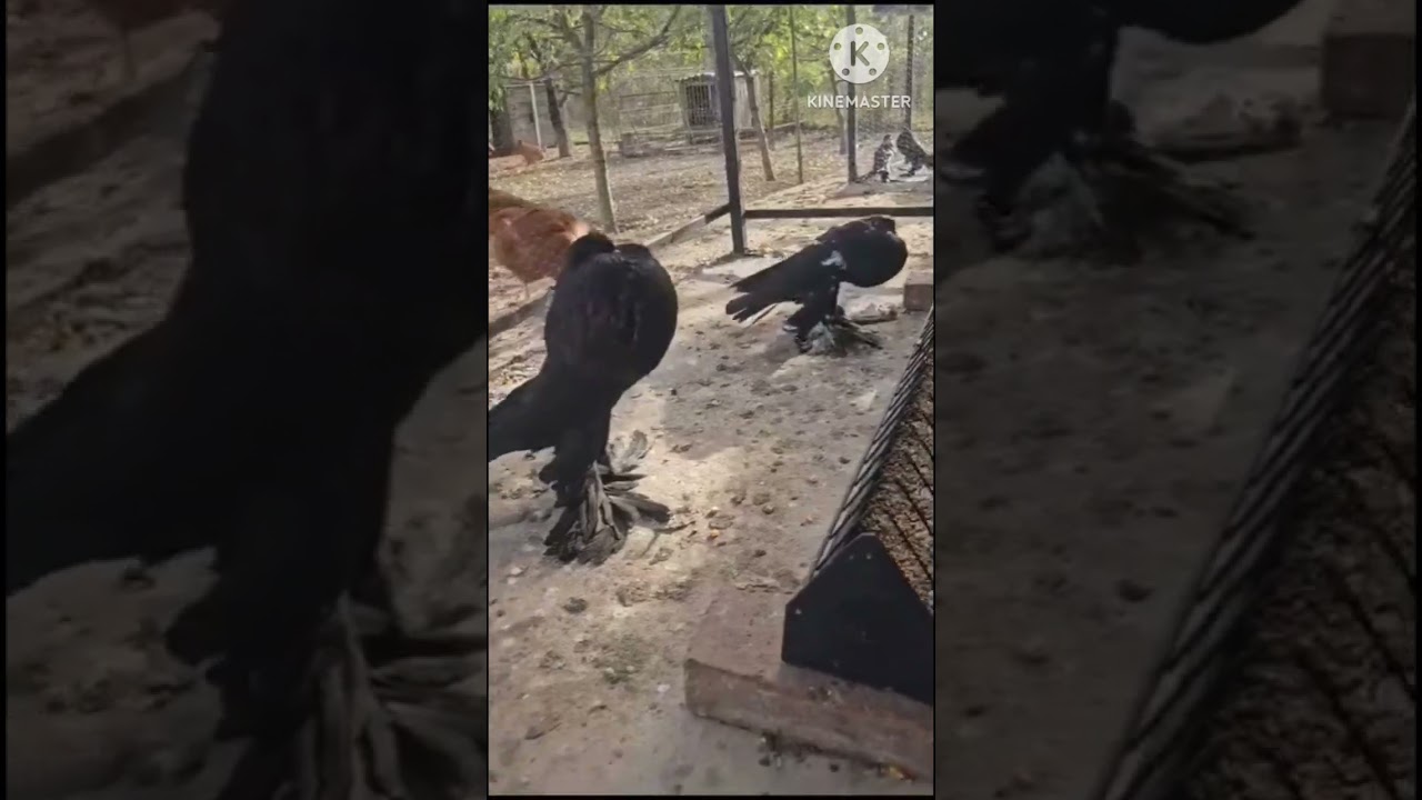 black Pomeranian pouter #pigeon #kabootar #pets #shortvideo #fancyanimal  #AlHaqFanceyPets