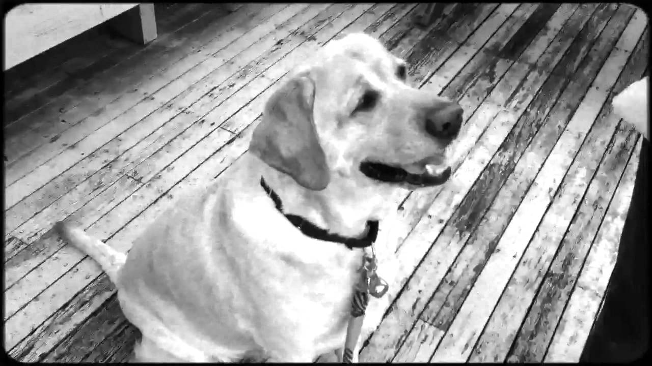 Sparky is no Denver the Guilty Dog, but lovable just the sa