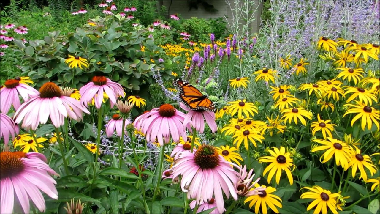 My Toronto Pollinator Garden - August 2017