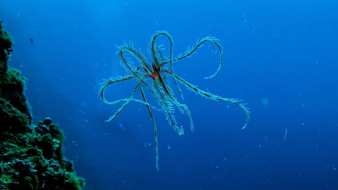 Diving in the Mediterranean on the Island of Rab 2020 (Croatia)