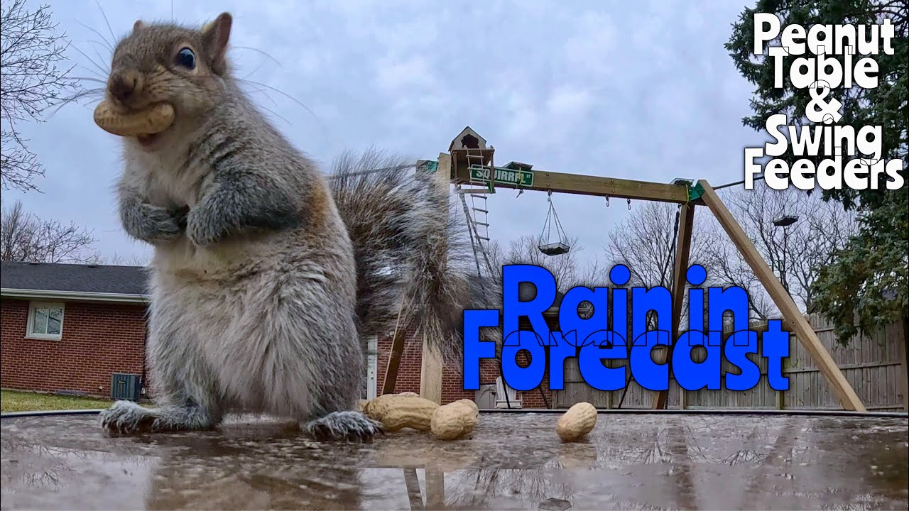 Peanut Table Rain in Forecast #squirrels#bluejays #wildlife #wildlifefeeding #gopro 