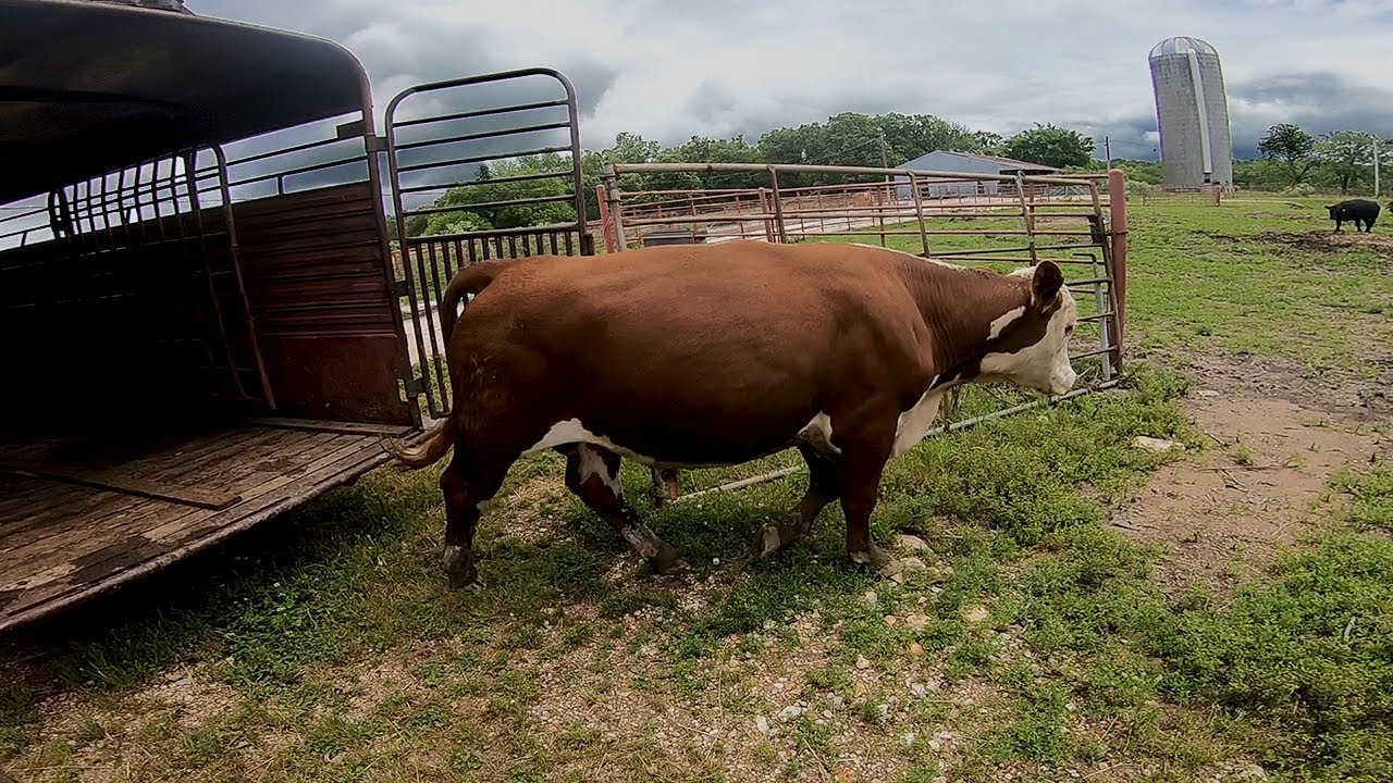 2 NEW HEREFORD BULLS!