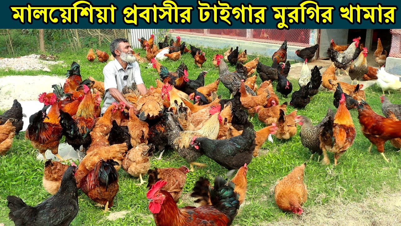 ময়মনসিংহের উদ্যোক্তা শামসুল হক  চাচা টাইগার মুরগির খামার করে প্রবাস থেকে বেশি আয় করেন।Morgi