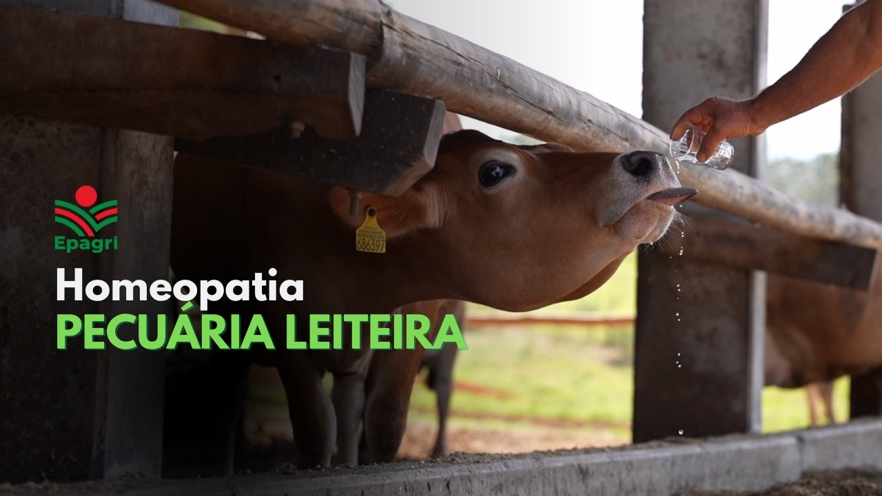 Homeopatia na pecuária leiteira