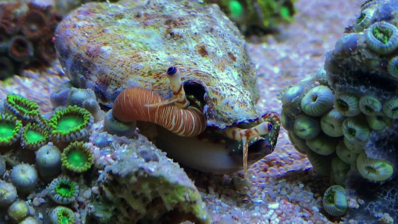 Spiney Conch - Strombus Bulla