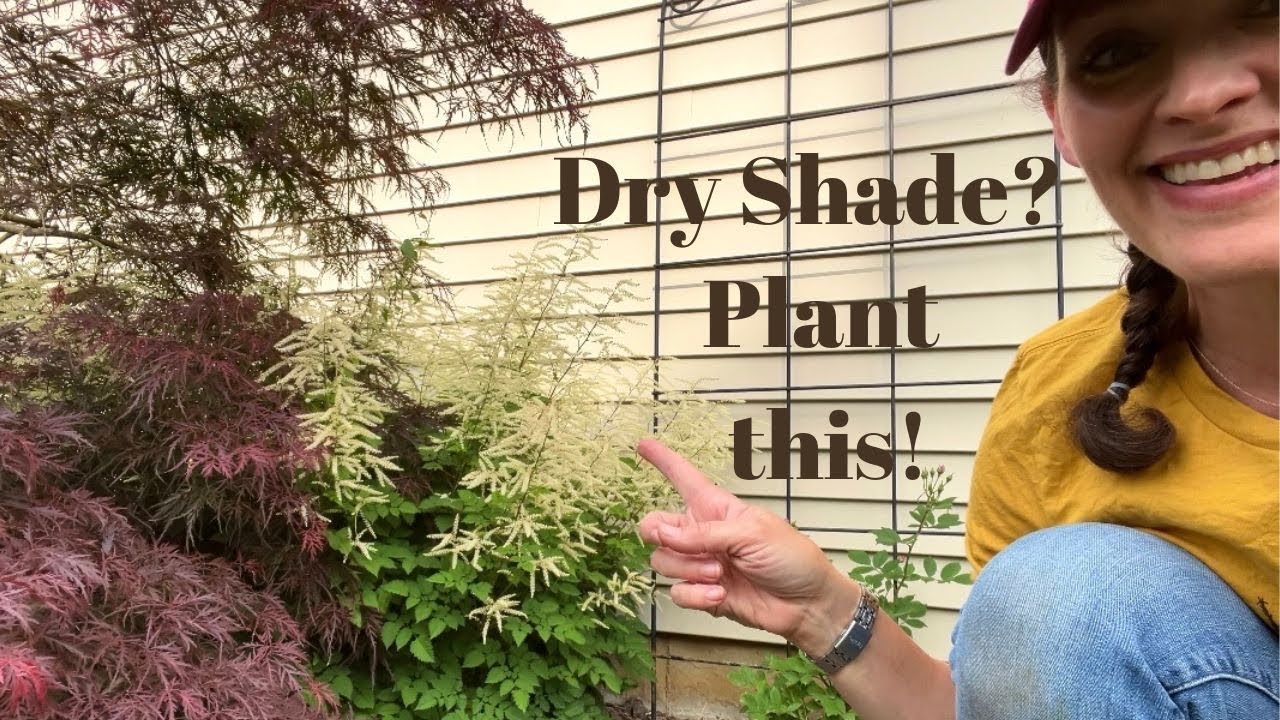 Aruncus: A Pollinator-Friendly Perennial for Dry Shade