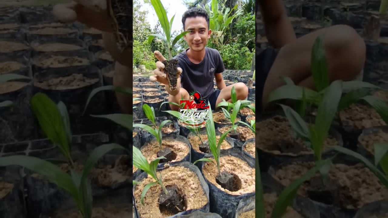 Pindah Tanam Bibit Sawit dari PN ke MN