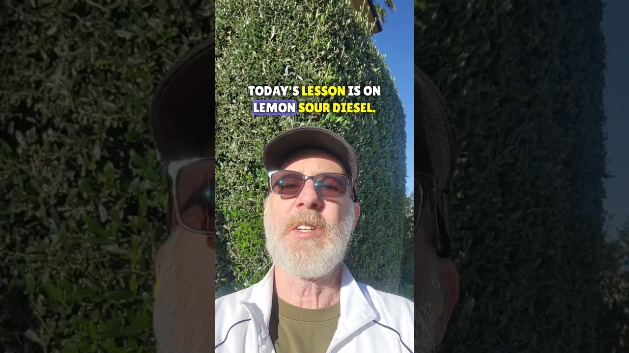 Lemon Sour Diesel #cultivar #weedologywil #420 #cannabiseducation #cannabisismedicine