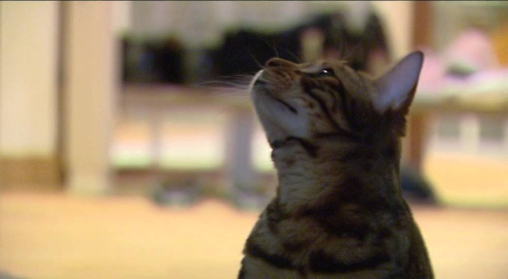 Aurélie, éleveuse de chats Bengal