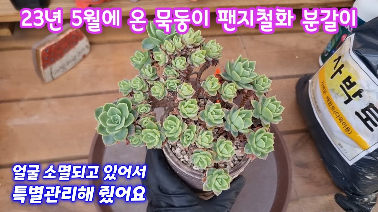 26.3.19🌹 23년 5월에 온 묵둥이 팬지철화 사박토로 분갈이해요🌹 #사박토 010 3436 6631 