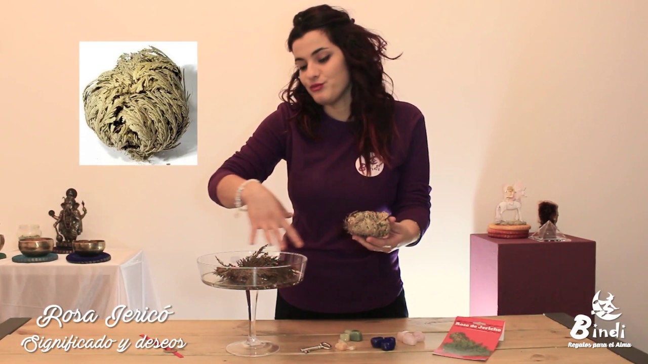 Rosa Jericó, cuidados y como pedir deseos.