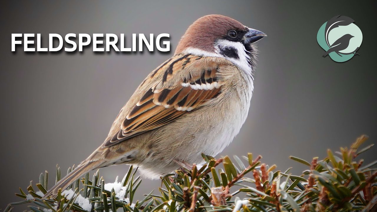 FELDSPERLING 💮Zwitscherportrait💮 kleinfein &ndash; Vogelstimmen, Vogelportrait, Steckbrief