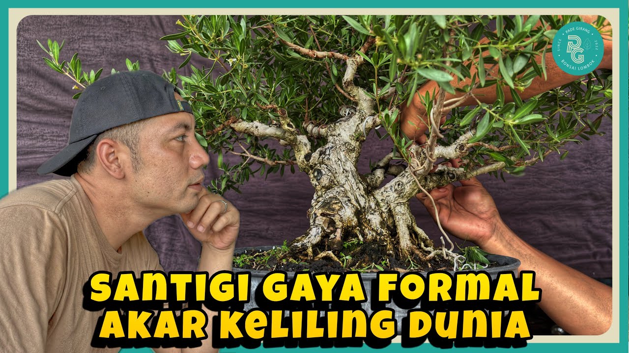 Bonsai santigi gaya formal || Wow akarnya keliling