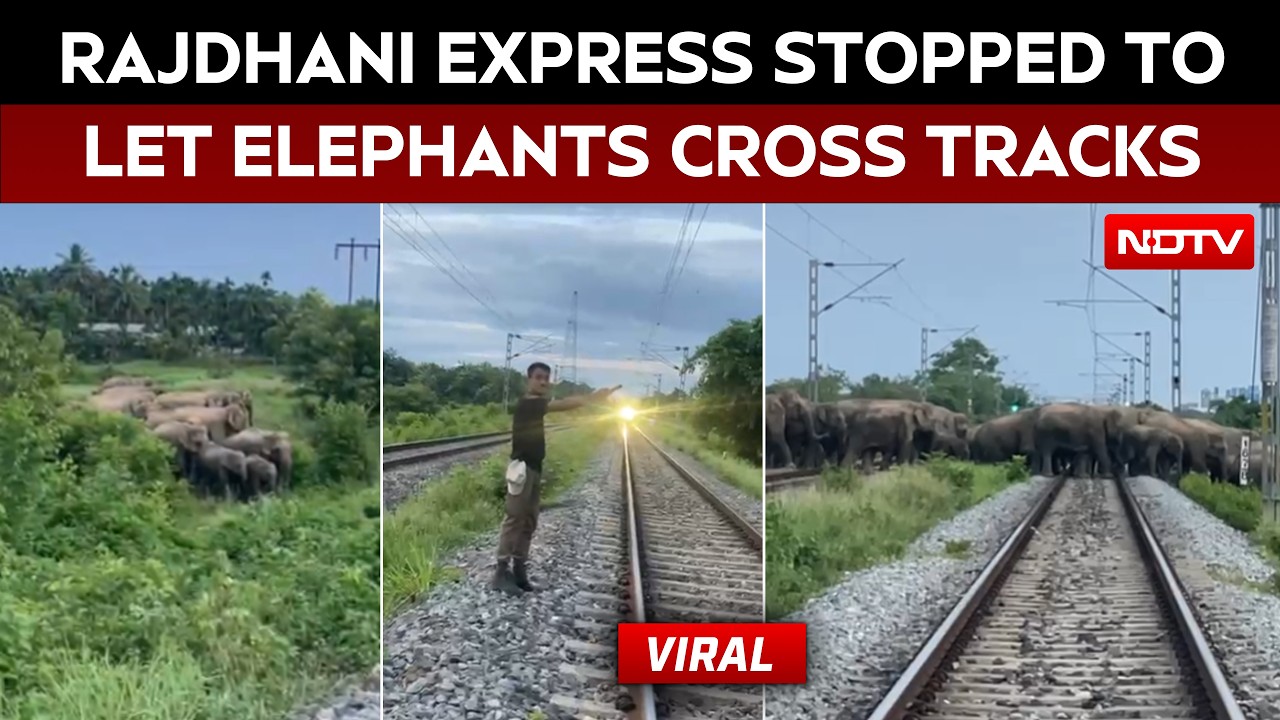 On Camera, Elephant Herd Crosses Railway Track In Hojai, Rajdhani Express Halted Safely