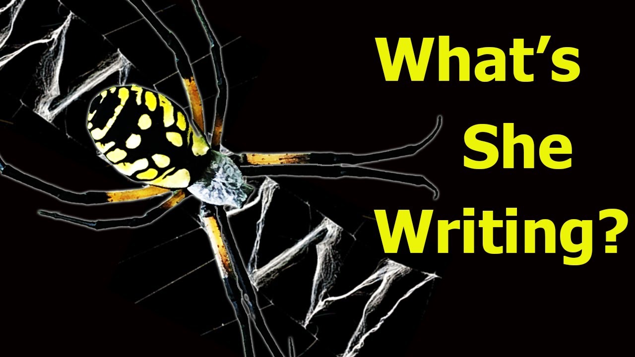 An Eight-Legged Flower in Your Garden – Argiope aurantia
