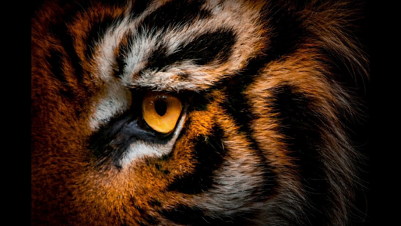 Eye of the tiger - 80's trash metal 