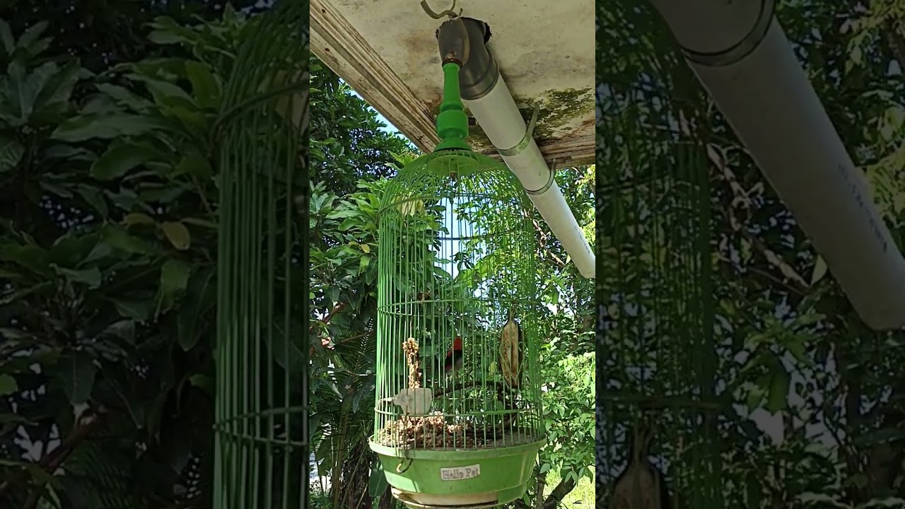 burung kemade kurang perawatan tapi bisa tetap gacoran #kemadegacor #burungkecil #birds