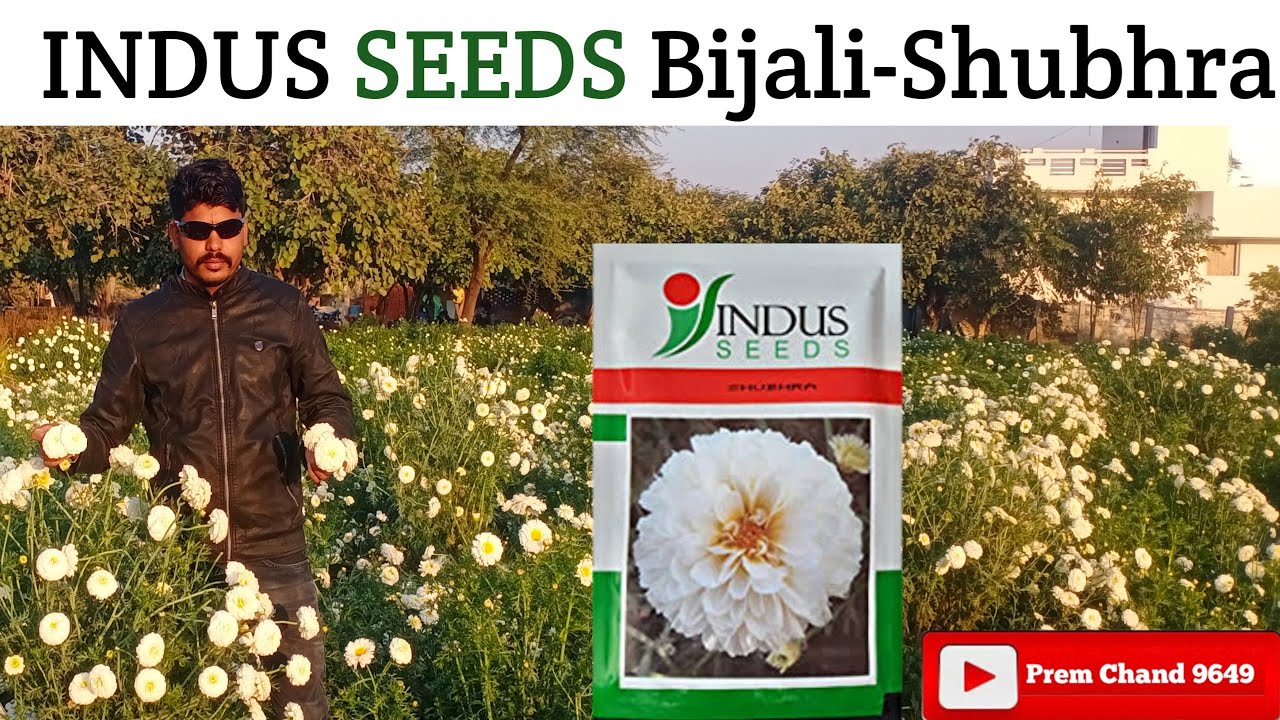 Indus Seeds Bijali-Shubhra #PremChand Mali