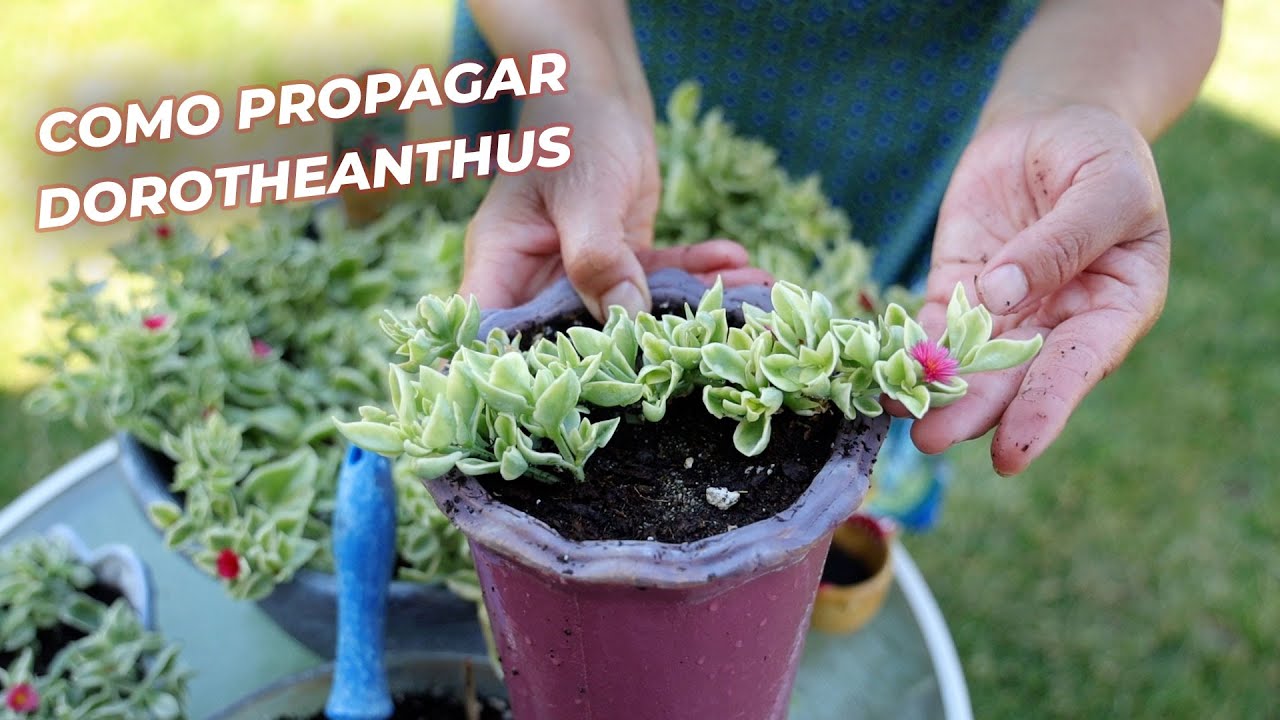Como Propagar Suculentas Dorothenthus