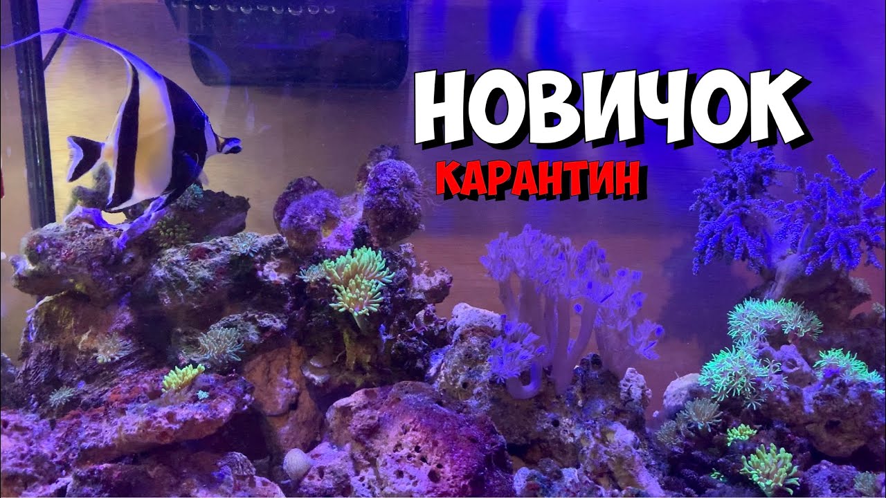 Мавританский идол | Занкл