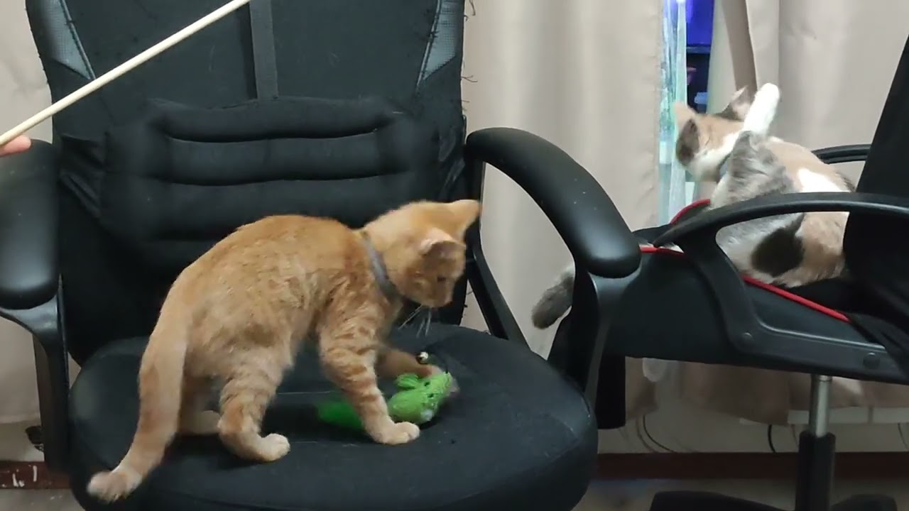 ЗАХОДИ ПРОСТО ТАК 😉РЫЖИК 🐱