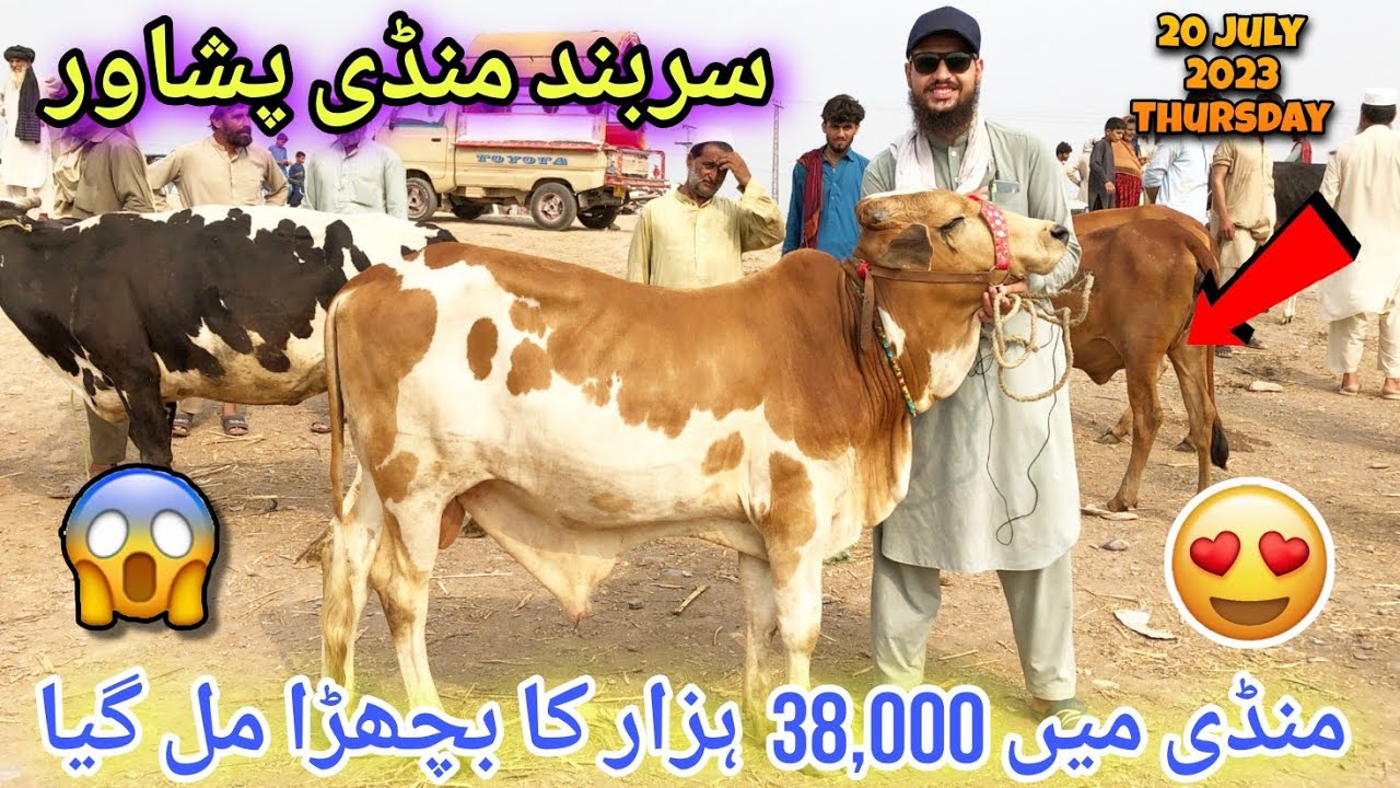 Sarband Mandi Mein 38,000 Ka Bachra 😱 Peshawar Cow Mandi 2023 | Bakra Eid 2024 | Izhar Ali Shah Vlog