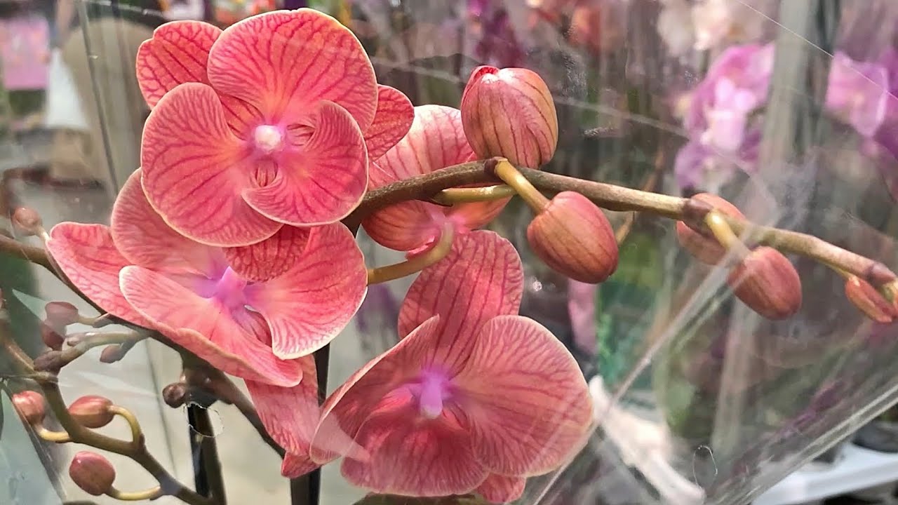 Ашан удивил интересной поставкой орхидей.