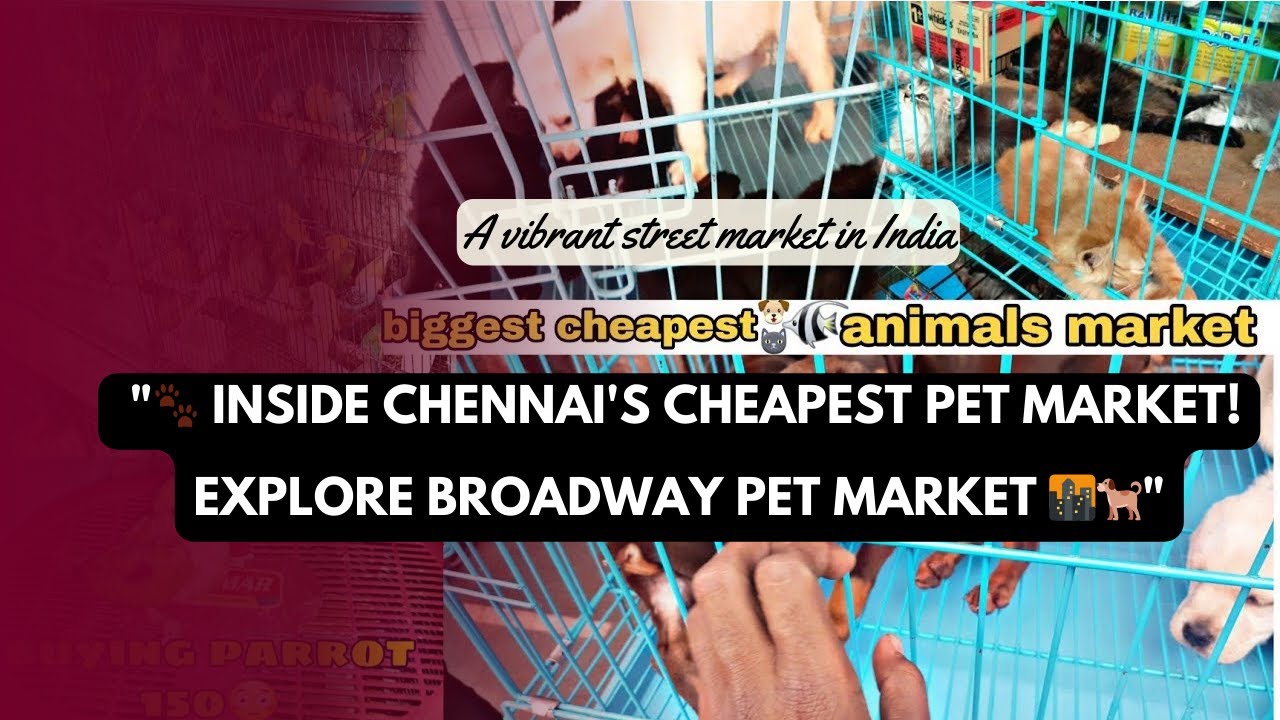 Pet Market in Chennai|CHEAPEST PET MARKET|Chennai Broadway Pet Market|
