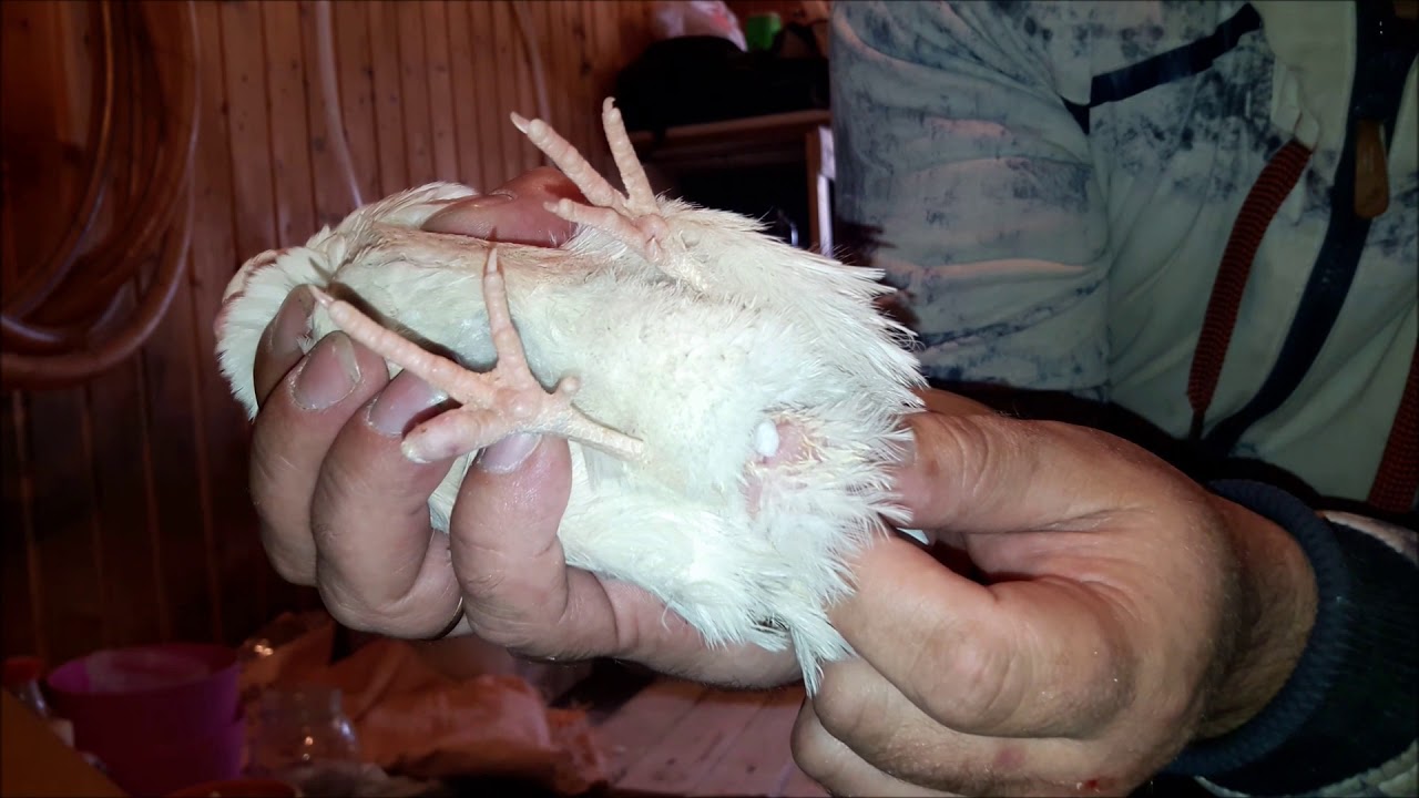 Определение пола у перепелов, формирование и отбор материнского стада (техасский белый и фараон)